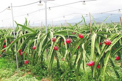 乐东打造热带高效农业“王牌” 释放发展新动能