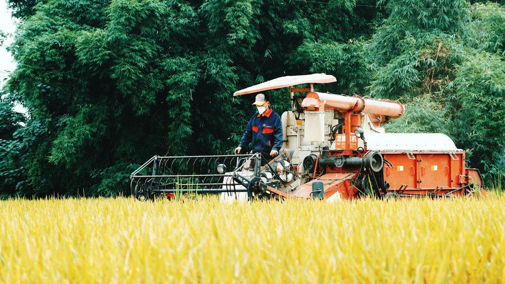 绵阳观察水稻机械化收割,省时又高效(安峥 供图) 克服不利影响,农业