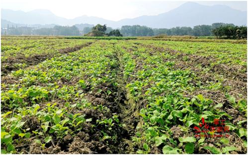 零溪镇忠峰金禾农业种植的油菜已经满田泛绿