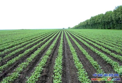 河北省聚享农业合作社水稻种植接轨国际市场