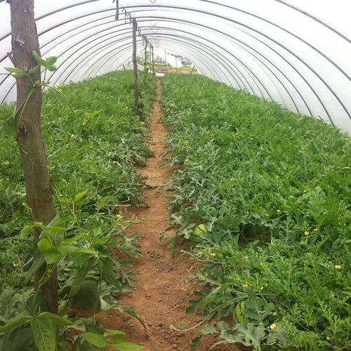 西瓜大棚定制农业种植基地水果蔬菜大棚西瓜栽培技术与病虫害防治图谱