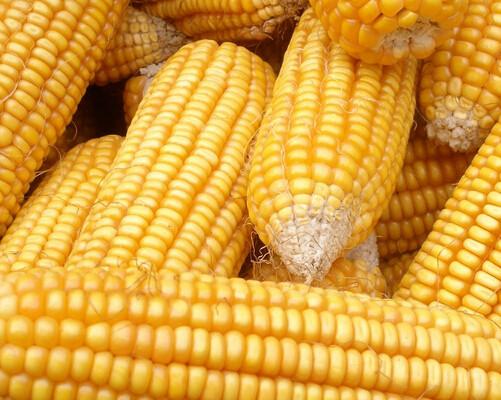 产品库 农业 粮食 襄城县顺龙农业发展有限公司 玉米种植